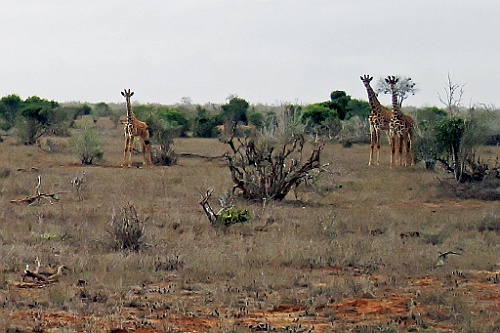 Kenia (434)